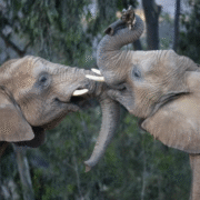 Elephant Valley arrives at San Diego Zoo Safari Park in 2026