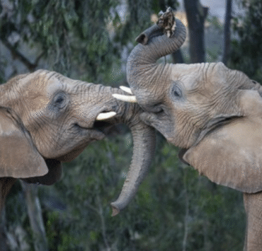 Elephant Valley arrives at San Diego Zoo Safari Park in 2026