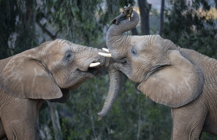 Elephant Valley arrives at San Diego Zoo Safari Park in 2026